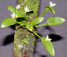 Dendrobium rumphiae: Dendrobium rumphiae Rchb.f., plant habit, photo Ed de Vogel, Leiden cult. 32115 (Schuiteman, Mulder & Vogel), from Papua New Guinea, Southern Highlands Prov.