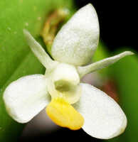 Dendrobium rumphiae: Dendrobium rumphiae Rchb.f., flower, oblique front view, photo Ed de Vogel, Leiden cult. 32115 (Schuiteman, Mulder & Vogel), from Papua New Guinea, Southern Highlands Prov.