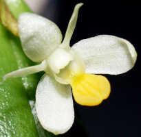 Dendrobium rumphiae: Dendrobium rumphiae Rchb.f., flower, front view from above, photo Ed de Vogel, Leiden cult. 32115 (Schuiteman, Mulder & Vogel), from Papua New Guinea, Southern Highlands Prov.