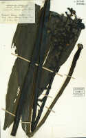 Calanthe triplicata: Calanthe latissimifolia R.S.Rogers, herbarium sheet, type specimen BRI