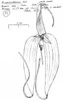 Bulbophyllum maxillare: Bulbophyllum maxillare (Lindl.) Rchb.f., sketch J.J. Vermeulen, flower, based on Beccari 494 (Birds Head Peninsula, Sorong) (FI)