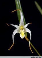 Dendrobium phalangium: Dendrobium phalangium Schltr., flower, photo Roy. Bot. Gard. Edin., based on Woods 222
