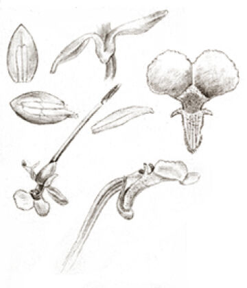 Dendrobium pseudoaprinum