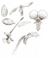 Dendrobium pseudoaprinum: overview of Dendrobium pseudoaprinum J.J.Sm.