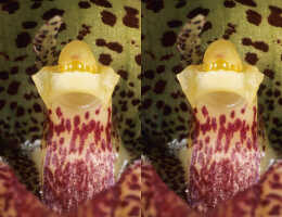Bulbophyllum brachygnomon: Bulbophyllum brachygnomon J.J.Verm., Schuit. & de Vogel, column, frontl view, photo P. Jongejan, collection Royal Botanic Garden Kew, cult. P. Jongejan 1588