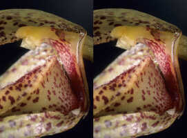 Bulbophyllum brachygnomon: Bulbophyllum brachygnomon J.J.Verm., Schuit. & de Vogel, centre of flower, lateral view, photo P. Jongejan, collection Royal Botanic Garden Kew, cult. P. Jongejan 1588
