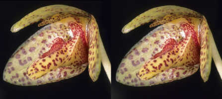 Bulbophyllum brachygnomon: Bulbophyllum brachygnomon J.J.Verm., Schuit. & de Vogel, flower, oblique lateral view, photo P. Jongejan, collection Royal Botanic Garden Kew, cult. P. Jongejan 1588