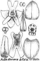 Oberonia bifida: Oberonia bifida Schltr., drawing R. Schlechter in Repert. Spec. Nov. Regni Veg. Beih. 21 (1923) t. 63, fig. 224