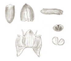 Crepidium retusum var. brevis: Crepidium retusum (J.J.Sm.) Szlach., & Marg. var. brevis (J.J.Sm.) Szlach. (as Microstylis retusa J.J.Sm. var. brevis J.J.Sm.), floral analysis, drawing J.J. Smith, based on Feuilletau de Bruyn 84