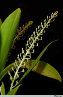 Liparis condylobulbon: Liparis condylobulbon Rchb.f., inflorescence, photo E.F. de Vogel, Leiden cult. 20030654
