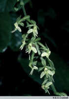 Calanthe micrantha: Calanthe micrantha Schltr., inflorescence, photo N.E.G. Cruttwell, based on Cruttwell (2/83, PNG, Mt. Gahavisuka)