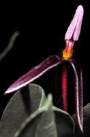 Bulbophyllum chrysoglossum: Bulbophyllum chrysoglossum Schltr., flower, view from below, photo Ed de Vogel, based on Champion cult. s.n., from Tanah Papua, without locality