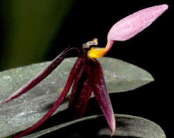 Bulbophyllum chrysoglossum: Bulbophyllum chrysoglossum Schltr., flower, lateral view, photo Ed de Vogel, based on Champion cult. s.n., from Tanah Papua, without locality