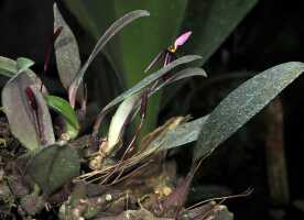Bulbophyllum chrysoglossum: Bulbophyllum chrysoglossum Schltr., plant habit, photo Ed de Vogel, based on Champion cult. s.n., from Tanah Papua, without locality