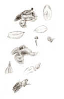 Schoenorchis micrantha: Schoenorchis micrantha Reinw. ex Blume, as Schoenorchis plebeja (J.J.Sm.) J.J.Sm., floral analysis, drawing J.J. Smith, from Bogor cult. (Gjelerup) 21