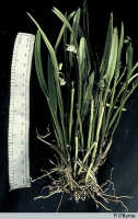 Dendrobium quinquelobum: Dendrobium quinquelobum (Schltr.) J.J.Sm., habit, photo P. O'Byrne, based on O'Byrne C150(a)
