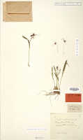 Dendrobium vanilliodorum: Dendrobium vanilliodorum J.J.Sm., probable isotype specimen: Bogor cult. s.n. (L)