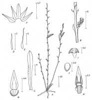 Taeniophyllum multiflorum: Taeniophyllum multiflorum ((Ridl.) Kocyan & Schuit. (as Microtatorchis longissima Mansf.), drawing P. van Royen in Alp. Fl. New Guinea 2 (1979) 798, fig. 276
