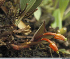 Mediocalcar geniculatum: Mediocalcar geniculatum J.J.Sm., habit, photo N.E.G. Cruttwell, from PNG, Mt. Gahavisuka