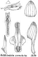 Dendrobium rumphiae: Dendrobium rumphiae Rchb.f. (as Cadetia crenulata Schltr.), drawing R. Schlechter in Repert. Spec. Nov. Regni Veg. Beih. 21 (1923) t. 149, fig. 557