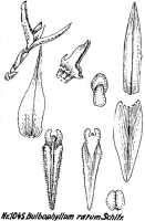 Bulbophyllum rarum: Bulbophyllum rarum Schltr., floral analysis, R. Schlechter in Repert. Spec. Nov. Regni Veg. Beih. 21 (1928) t. 273, fig. 1045