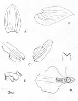 Agrostophyllum superpositum: Agrostophyllum superpositum Schltr., as Agrostophyllum curvum, Ridl., drawing by Paul Ormerod, Checkl. Papuasian Orch. (2017) 11, 459 (fig.).