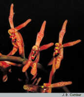 Renanthera edelfeldtii: overview picture