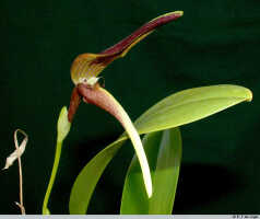 Bulbophyllum antenniferum: Bulbophyllum antenniferum (Lindl.) Rchb.f., flower, oblique front view, photo E.F. de Vogel, Stocker cult.