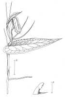 Corybas boridiensis: Corybas boridiensis P.Royen, draughtsperson not known, possibly Pieter van Royen, in Phanerog. Monogr. 16 (1983) 60, fig. 13