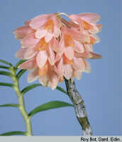 Dendrobium pseudoglomeratum: Dendrobium pseudoglomeratum T.M.Reeve & J.J.Wood, habit, photo Roy. Bot. Gard. Edin.