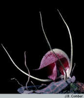 Corybas puberulus: overview picture