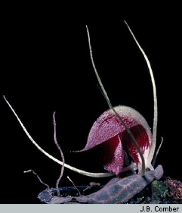 Corybas puberulus