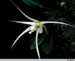 Dendrobium arachnoideum: Dendrobium arachnoideum Schltr., flower, photo W. Harris