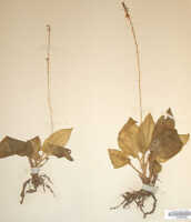 Crepidium curviauriculatum: Crepidium curviauriculatum (Szlach., & Marg.) Schuit. & de Vogel (as Pseudoliparis curviauriculata Szlach. & Marg.), herbarium sheet, van Royen & Sleumer 6916 (holotype specimen L)