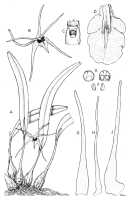 Dendrobium lewisiae: Dendrobium lewisiae Schuit. & de Vogel,, as Dendrobium bicolor Cribb & B. Lewis, drawing Sue Wickison in Lewis, B. & P.J. Cribb, Orchids of the Solomon Islands and Bougainville: 210 (1991) fig. 50
