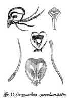 Corybas speculum: Corysanthes speculum Schltr., from Repert. Spec. Nov. Regni Veg. Beih. 21 (1923) t. 11, fig. 33