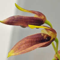 Bulbophyllum chloranthum: Bulbophyllum chloranthum Schltr., flowers, lateral view, photo Ed de Vogel, Leiden cult. 20080288 (de Vogel & Raka) from Papua New Guinea, West New Britain Prov.