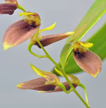 Bulbophyllum chloranthum