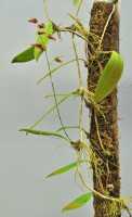 Bulbophyllum chloranthum: Bulbophyllum chloranthum Schltr., plant habit, photo Ed de Vogel, Leiden cult. 20080288 (de Vogel & Raka) from Papua New Guinea, West New Britain Prov.