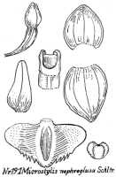 Crepidium nephroglossum: Crepidium nephroglossum (Schltr.) M.A.Clem. & D.L.Jones (as Microstylis nephroglossa Schltr.), drawing R. Schlechter in Repert. Spec. Nov. Regni Veg. Beih. 21 (1923) t. 55, fig. 191