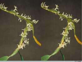 Bulbophyllum colliferum: Bulbophyllum colliferum J.J.Sm., stem with inflorescences, photo P. Jongejan, collection Royal Botanic Gardens, Kew, cult. P. Jongejan 1525