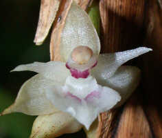 Agrostophyllum mucronatum: Agrostophyllum mucronatum J.J.Sm., flower, front view, photo Ed de Vogel, Shearman cult. 20090115 (de Vogel), from Papua New Guinea, Madang Prov.