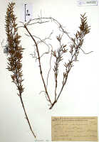 Glomera salmonea: Glomera salmonea J.J.Sm., herbarium sheet, Pulle 894, holotype specimen (BO)