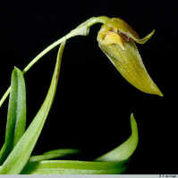 Bulbophyllum gramineum: Bulbophyllum gramineum Ridl., flower, lateral sepal and petal removed, oblique lateral view, photo E.F. de Vogel, Leiden cult. 20031543 (Harris), from Papua New Guinea, Gulf Prov.