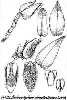 Bulbophyllum chaetostroma: Bulbophyllum chaetostroma Schltr., floral analysis, R. Schlechter in Repert. Spec. Nov. Regni Veg. Beih. 21 (1928) t. 290, fig. 1112