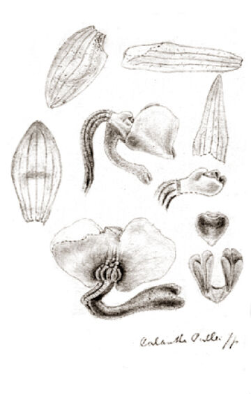 Calanthe pullei