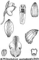 Dendrobium nephrolepidis: Dendrobium nephrolepidis Schltr., drawing R. Schlechter in Repert. Spec. Nov. Regni Veg. Beih. 21 (1928) t. 205, fig. 771
