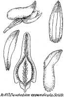 Dendrobium appendicula: Dendrobium appendicula Schltr., drawing R. Schlechter in Repert. Spec. Nov. Regni Veg. Beih. 21 (1928) t. 215, fig. 813