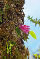 Dendrobium aurantiroseum: Dendrobium aurantiroseum P.Royen ex T.M.Reeve, plant in situ, photo Jon Cara, from Papua New Guinea, Chimbu Prov.