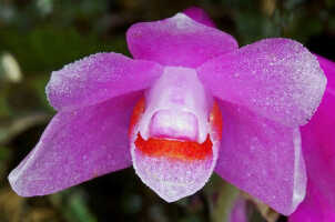 Dendrobium aurantiroseum: Dendrobium aurantiroseum P.Royen ex T.M.Reeve, flower, front view, photo Jon Cara, from Papua New Guinea, Chimbu Prov.